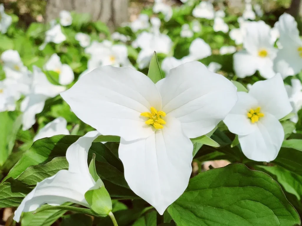 Trillium trắng - Hoa biểu tượng ở vùng Ontario Canada