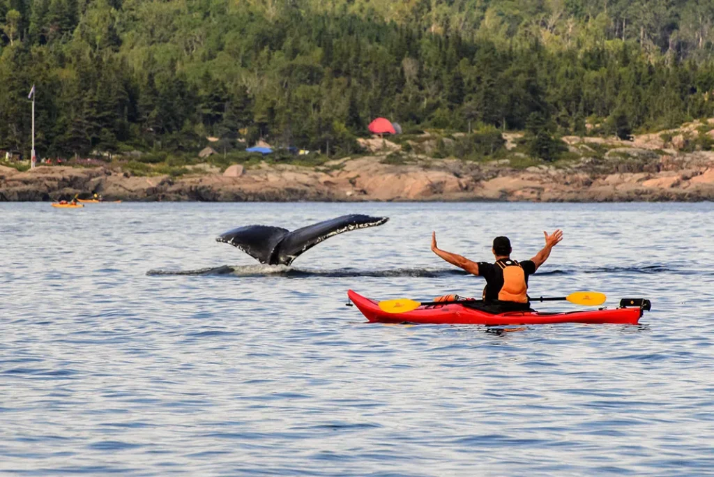 Chèo thuyền kayak ở Tadoussac - Vẻ đẹp của thiên đường ven biển