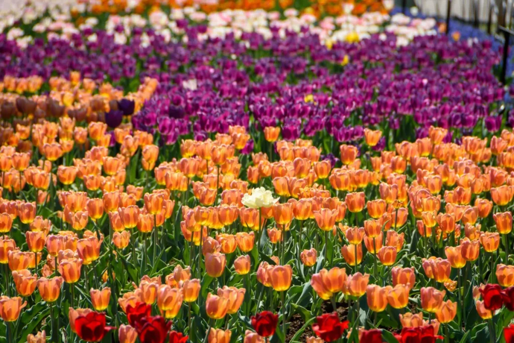 Lễ hội hoa tulip ở Canada